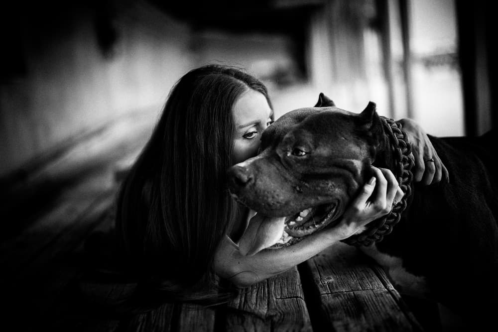 Loving Pitbull Embrace by Yuri Shepelev — canvas wall art