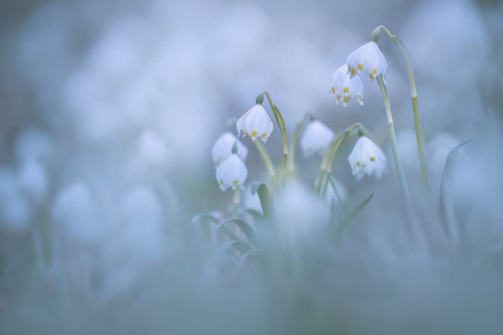 Dreamy Snowdrop Blooms by Norbert Maier — canvas wall art