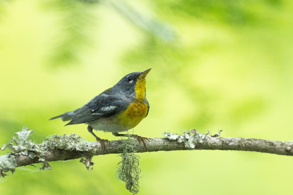 Yellow Warbler Green Branch by Barbara Gill — canvas wall art