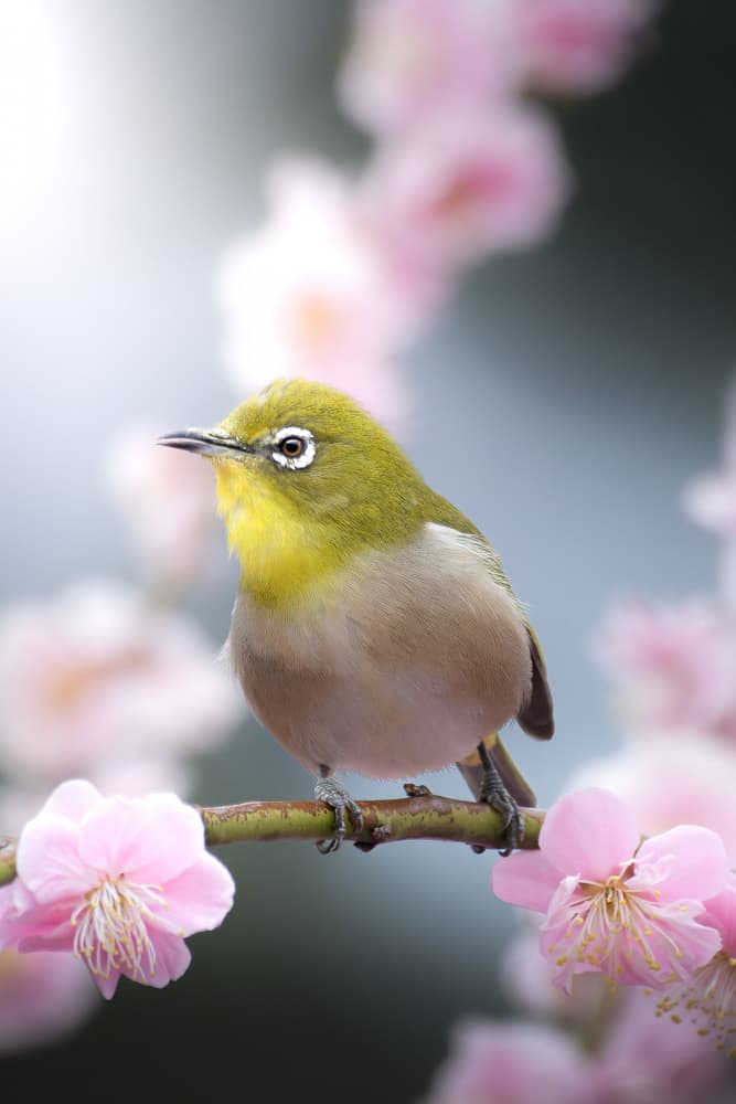 Japanese White-eye Blossoms by まちゅばら/Hiroki Matsubara — canvas wall art