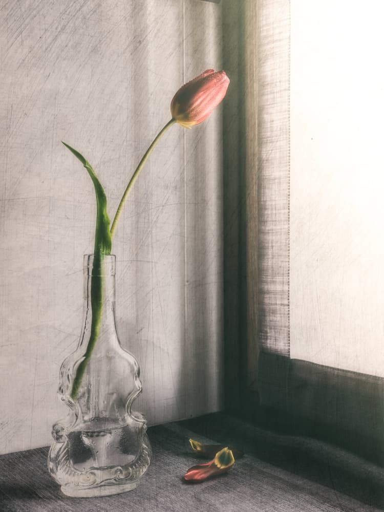 Delicate Pink Tulip by Cristiano Giani — canvas wall art
