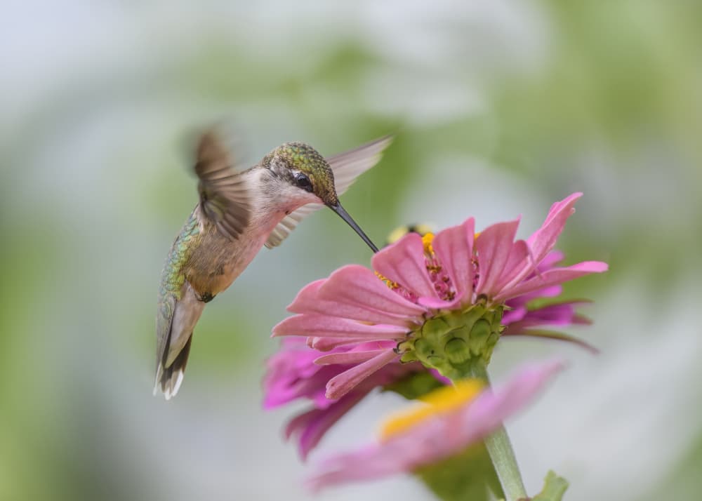 Hummingbird Visits Zinnia by Li Chen — canvas wall art