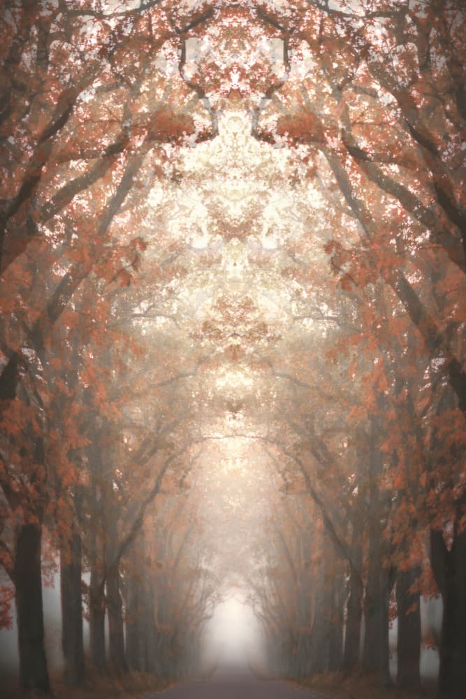 Misty Autumn Avenue by Christina Sillen — canvas wall art