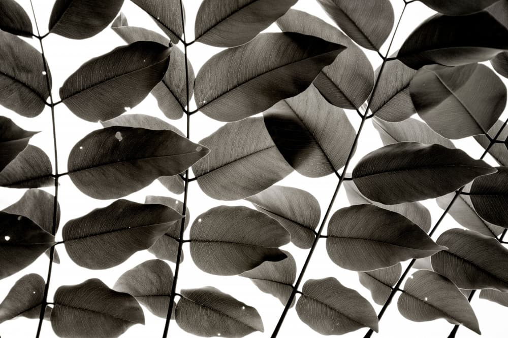 Organic Leaf Pattern by Tal Paz-Fridman — canvas wall art