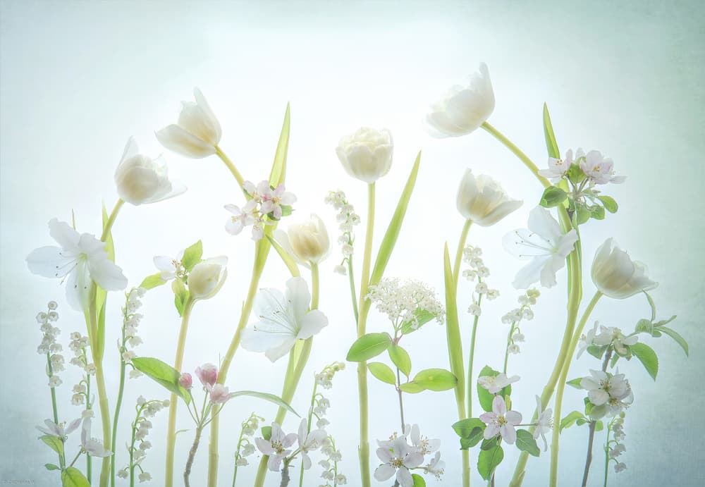 Delicate White Flowers by Catherine W. — canvas wall art