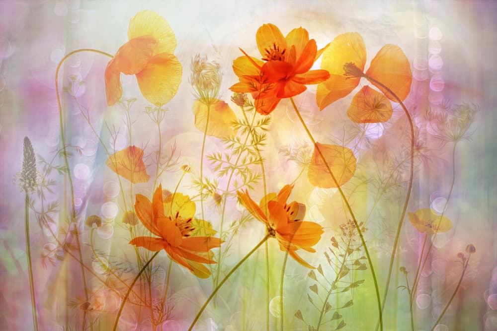 Dreamy Orange Cosmos