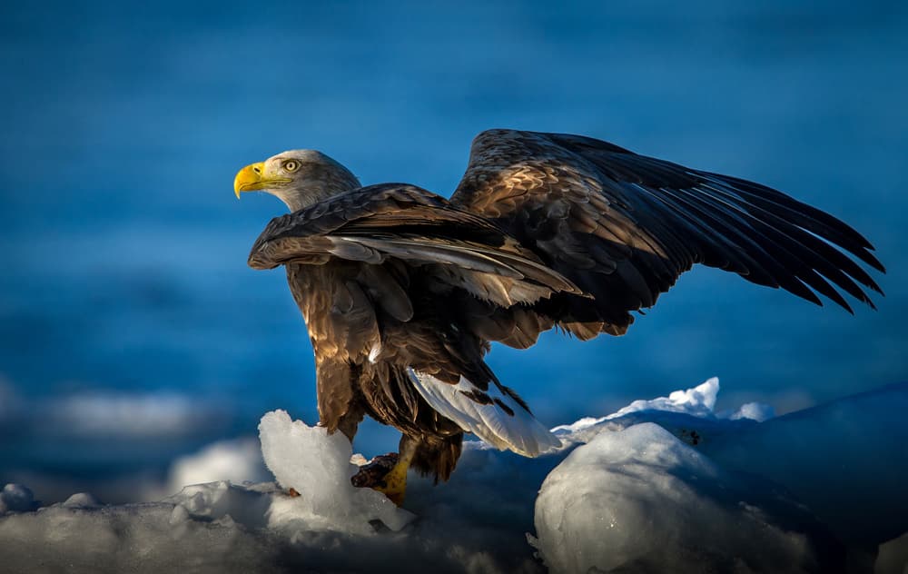 Majestic Eagle On Ice by Hung Tsui — canvas wall art