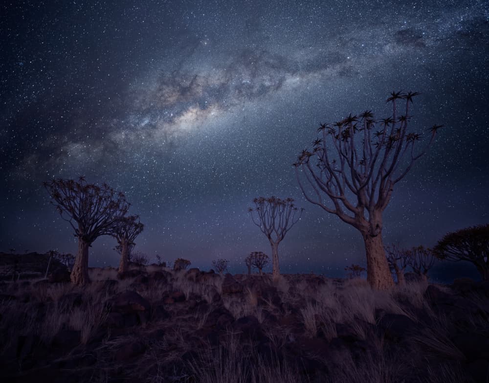 Milky Way Quiver Trees by Chao Feng 天馬 — canvas wall art