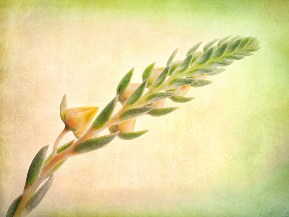 Gentle Botanical Growth by Lucie Gagnon — canvas wall art