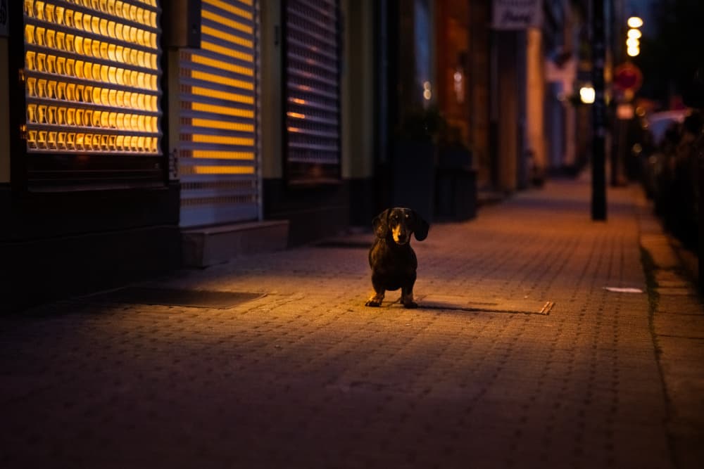 Dachshund Night Glow by Heike Willers — canvas wall art