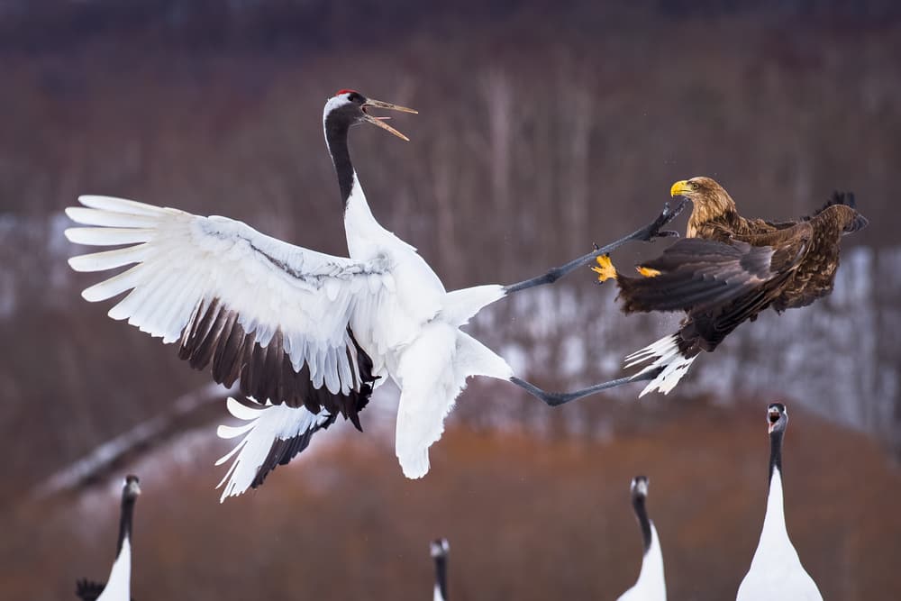 Red-crowned Crane Eagle Battle by C. Mei — canvas wall art