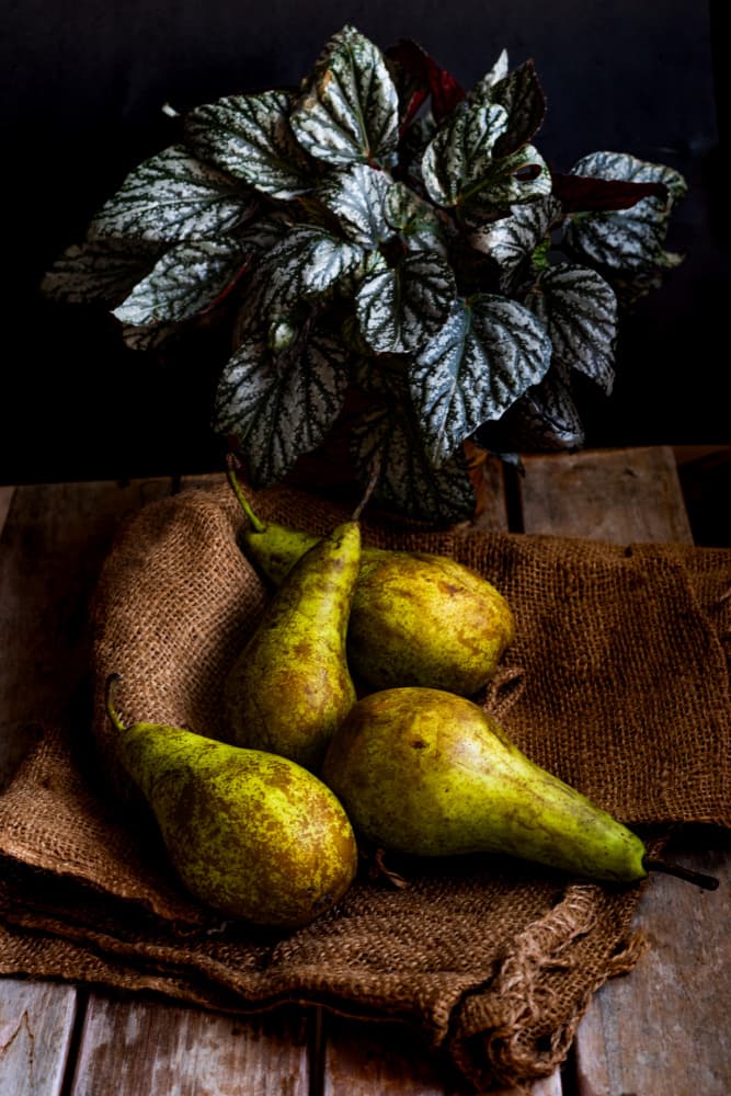 Moody Pears And Plant by Marija Kordić — canvas wall art
