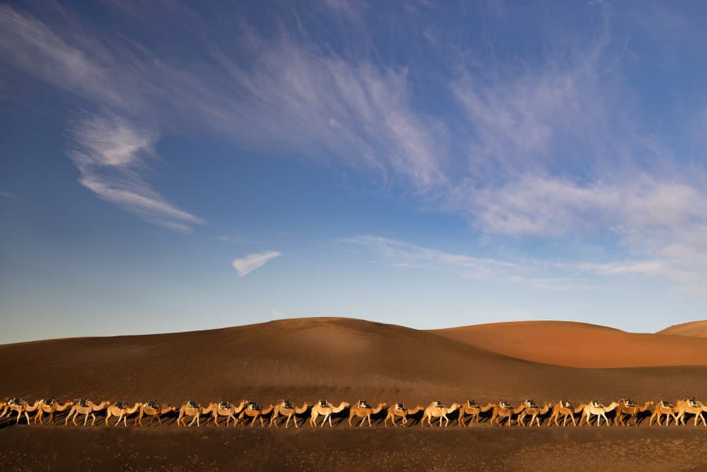 Desert Camel Caravan by Dorian Gray — canvas wall art