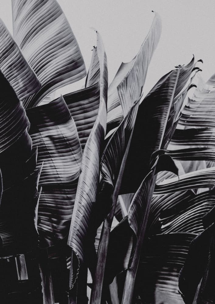 Large Tropical Leaves by Shot by Clint — canvas wall art