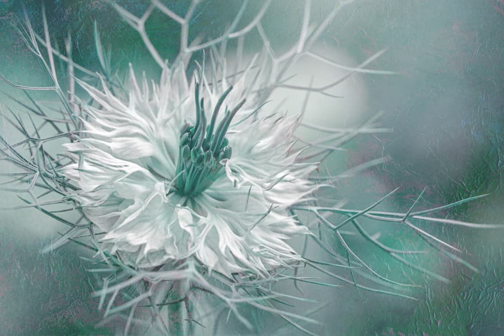 Ethereal Love-in-a-Mist Bloom by Jacky Parker — canvas wall art
