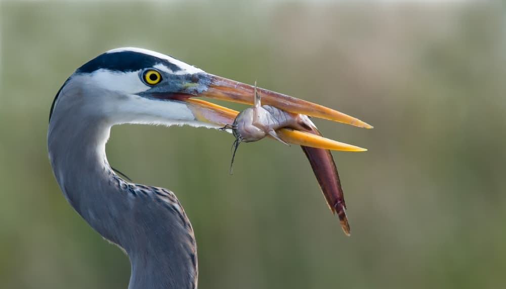 Heron's Catch by Alfred Forns — canvas wall art
