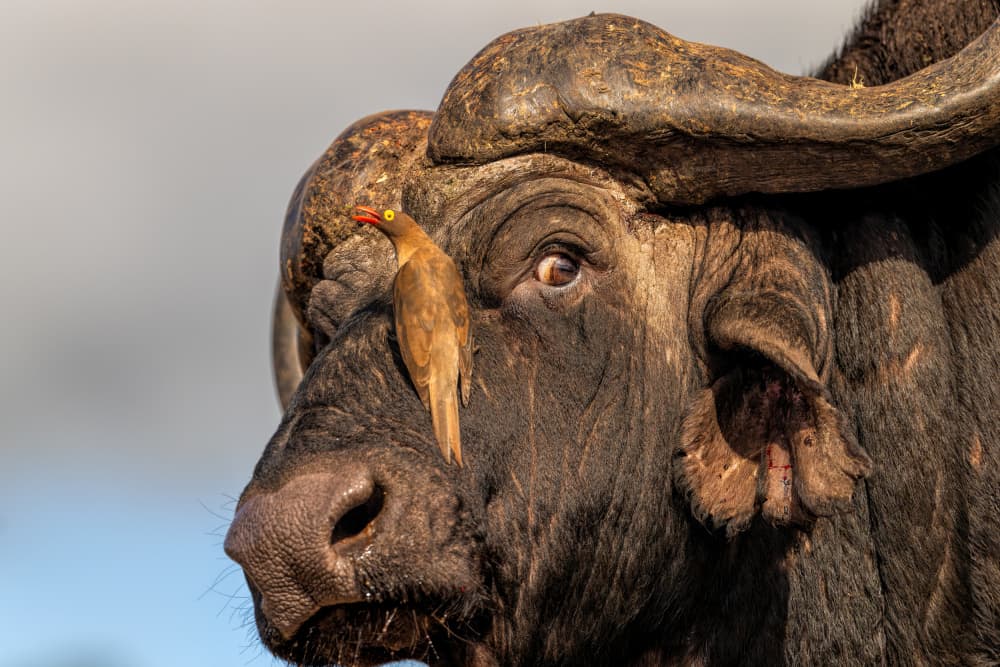 African Buffalo And Oxpecker by Jun Zuo — canvas wall art
