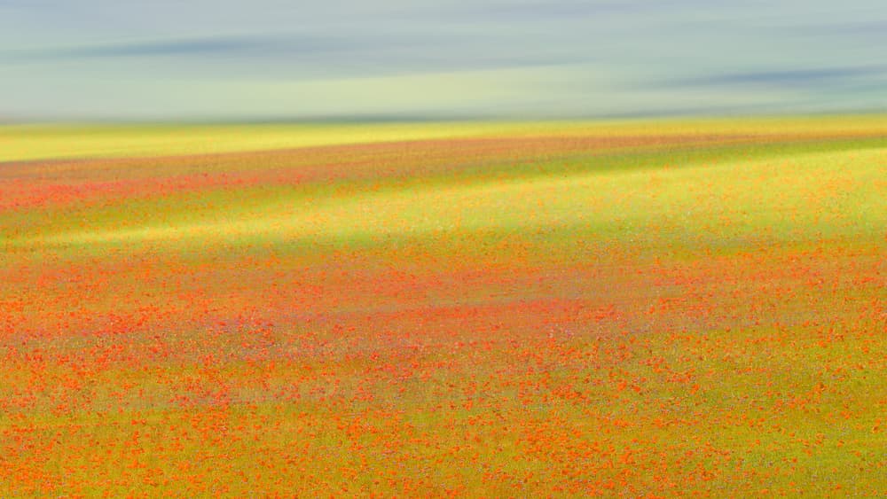 Soft Poppy Landscape by Roberto Marchegiani — canvas wall art