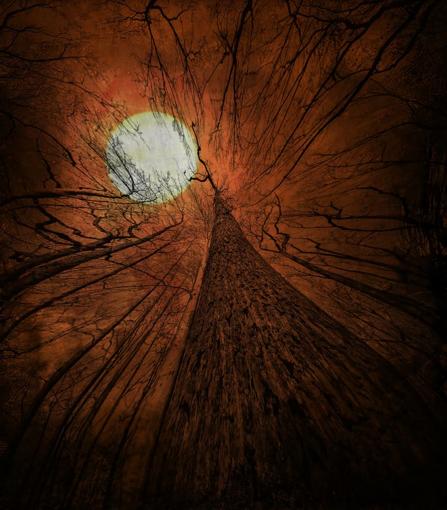 Spooky Forest Moon by Robert Fabrowski — canvas wall art