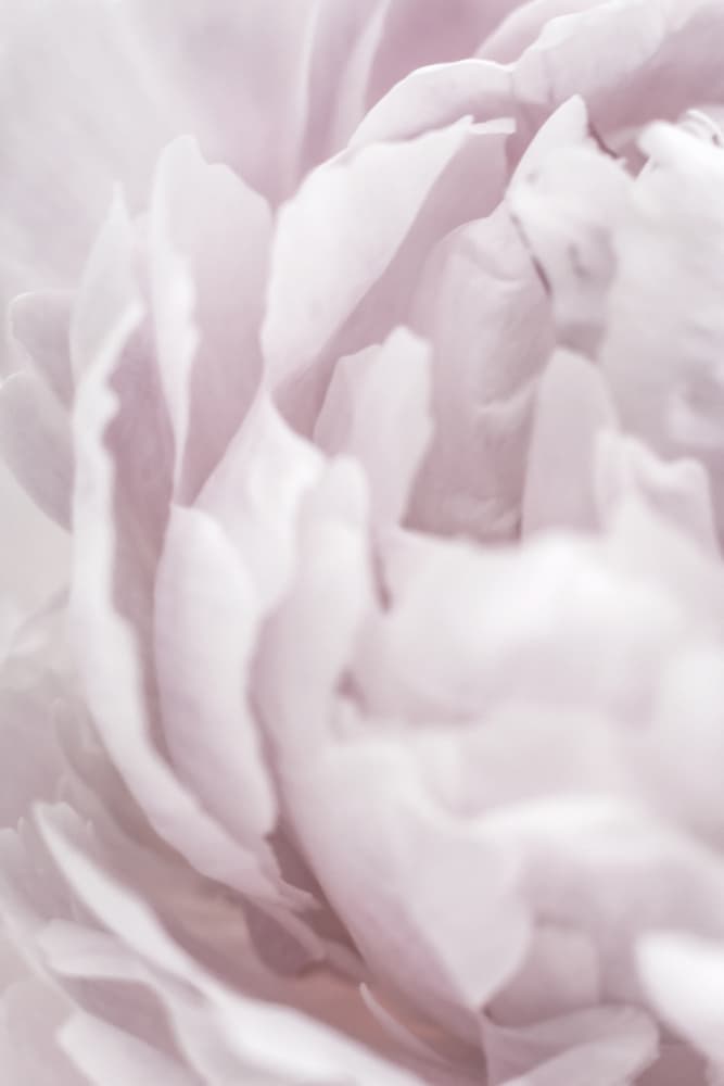 Soft Pink Petals by Pictufy Studio III — canvas wall art