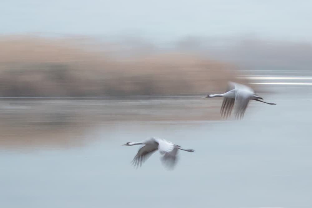 Graceful Cranes In Flight by Natalia Rublina — canvas wall art
