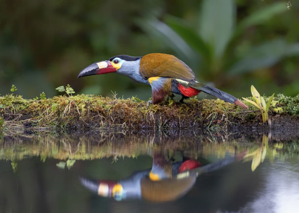 Toucan Water Reflection by Siyu_Wei APA — canvas wall art