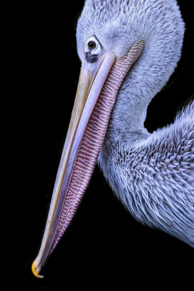 Graceful Pelican Portrait by Hardik Pandya — canvas wall art