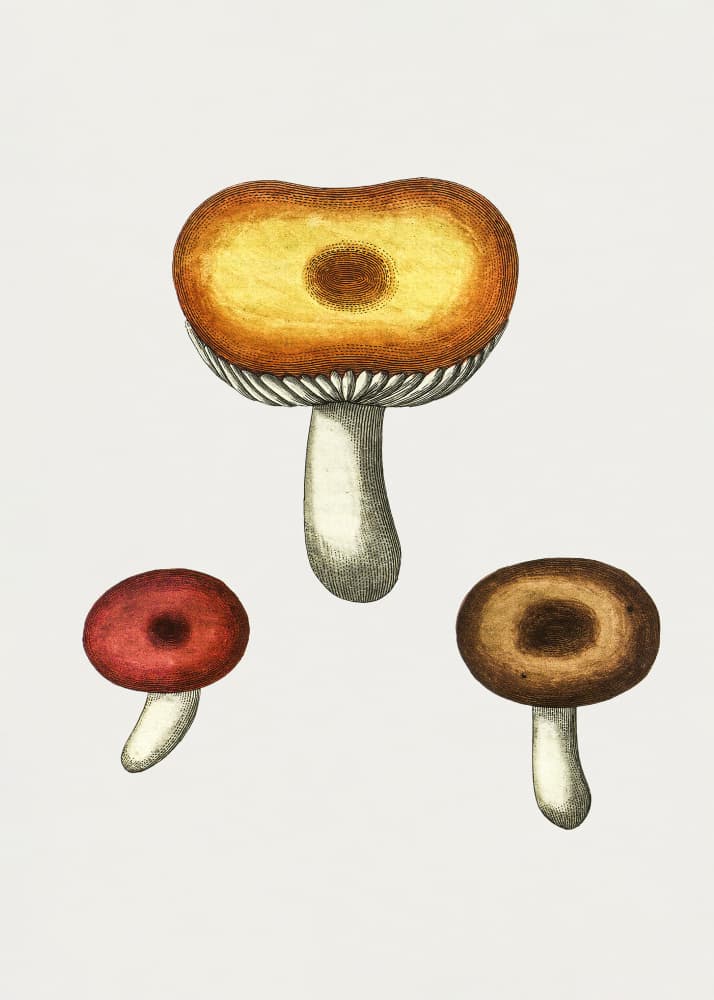Hand Drawn Galerina Mushroom by Biodiversity Heritage Library — canvas wall art