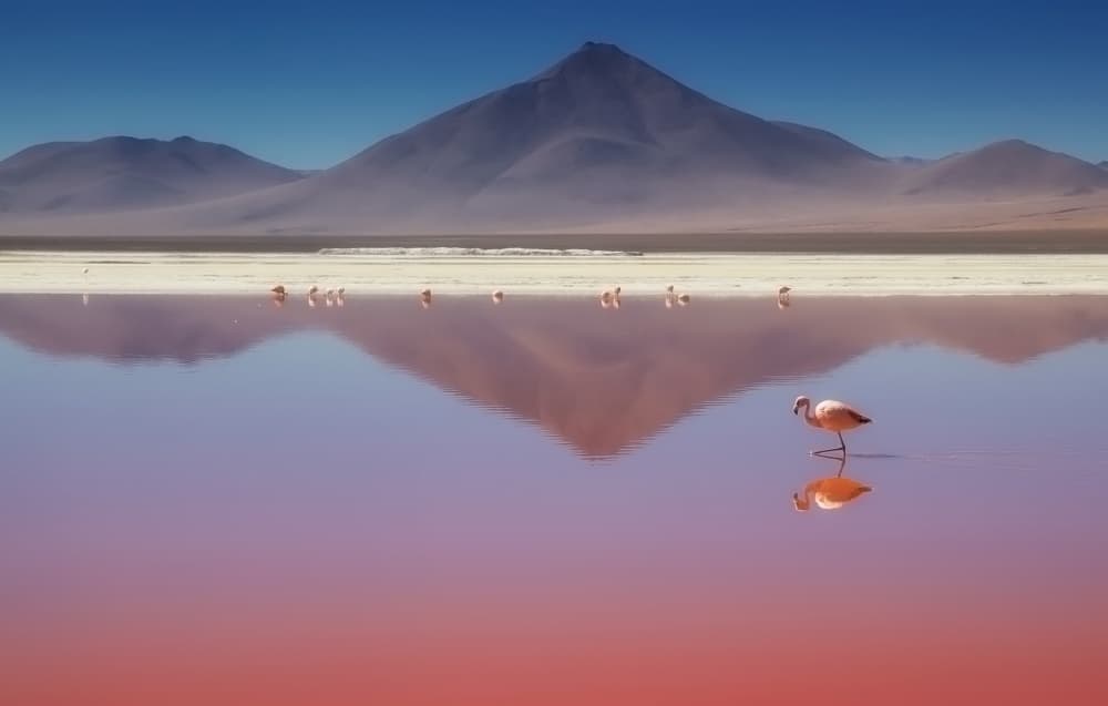 Pink Lake Flamingo by Margarita Chernilova — canvas wall art