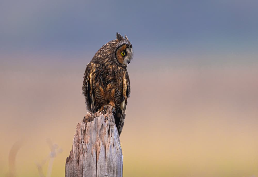 Watchful Owl On Post by Johnson Huang — canvas wall art