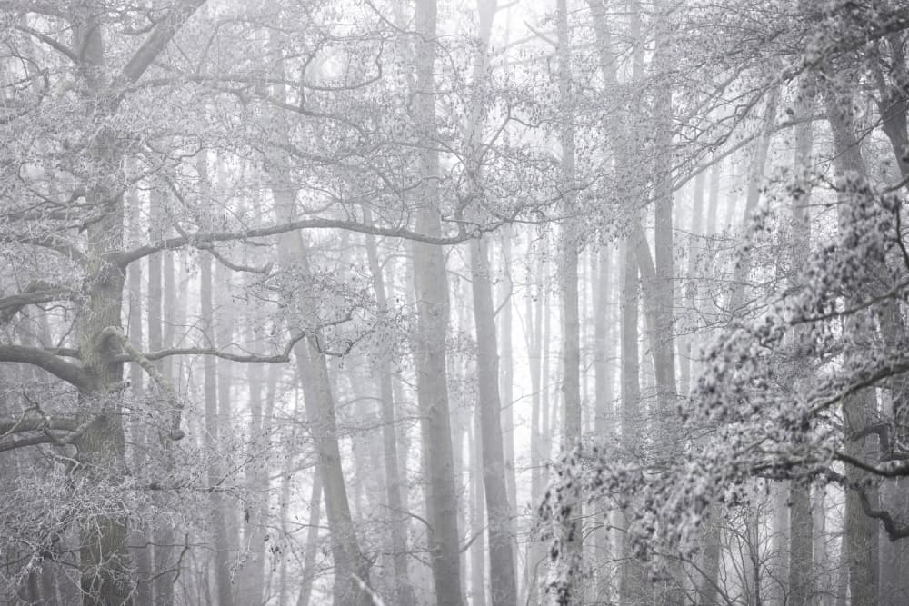 Foggy Winter Morning 2 by Mareike Böhmer — canvas wall art