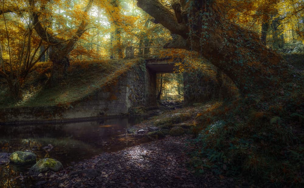 Golden Forest Passage by Marco Antonio Cobo — canvas wall art