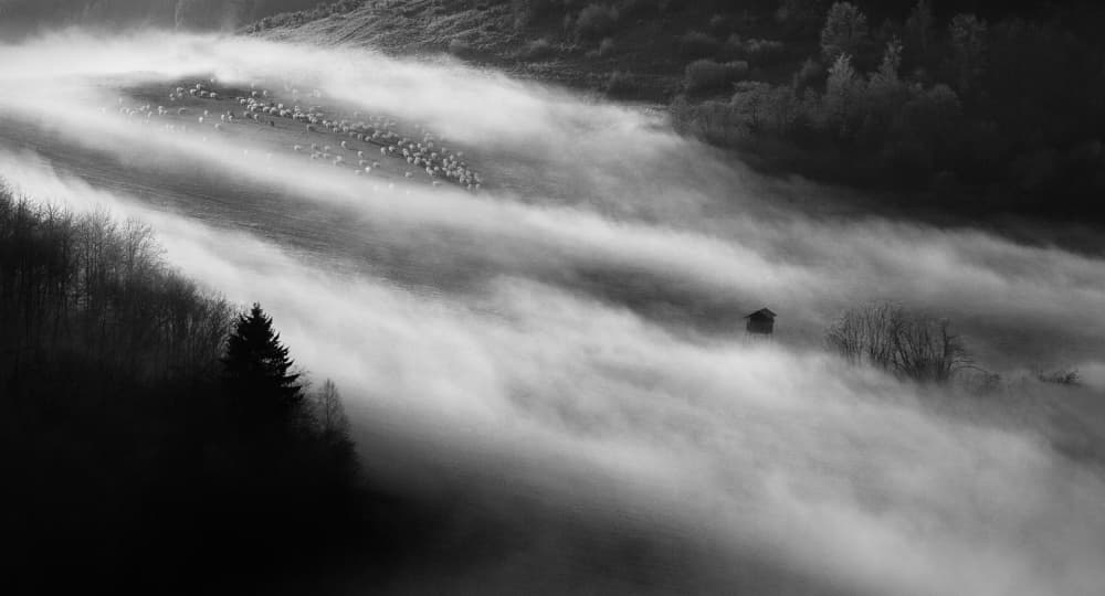 Misty Valley Sheep by Peter Svoboda MQEP — canvas wall art