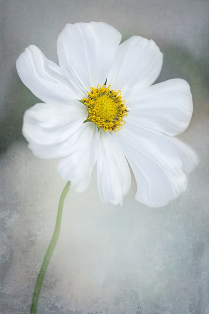 Delicate White Cosmos by GaoSL — canvas wall art