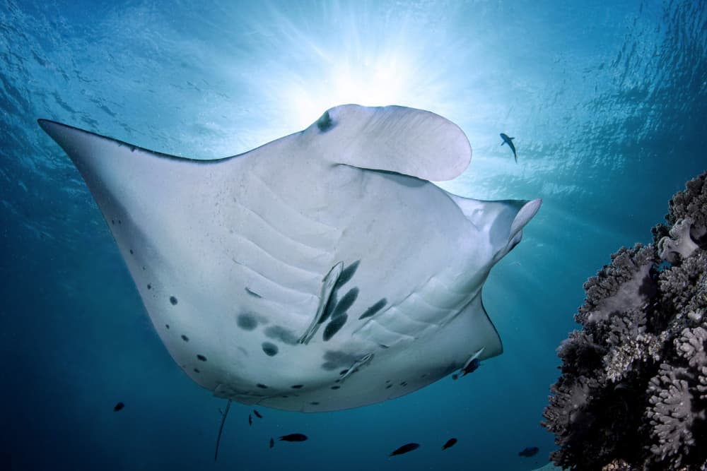 Sunlit Manta Ray by Cédric Péneau — canvas wall art