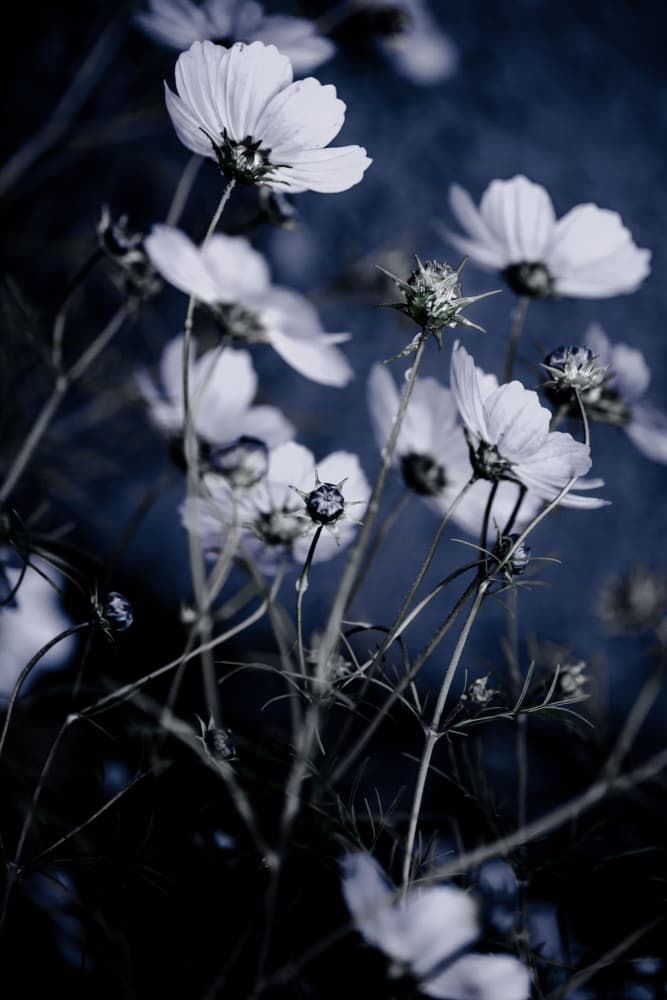 Wild Flowers 10 by Mareike Böhmer — canvas wall art