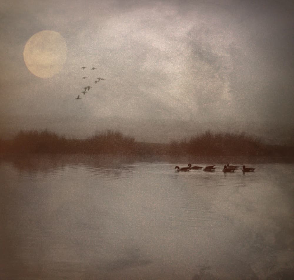 Waterfowl Under Pale Moon by Robert Fabrowski — canvas wall art