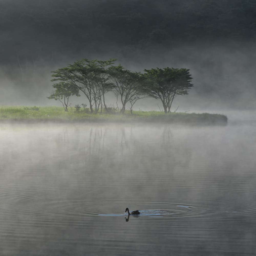 Misty Lake Morning by K_Tsunoda — canvas wall art