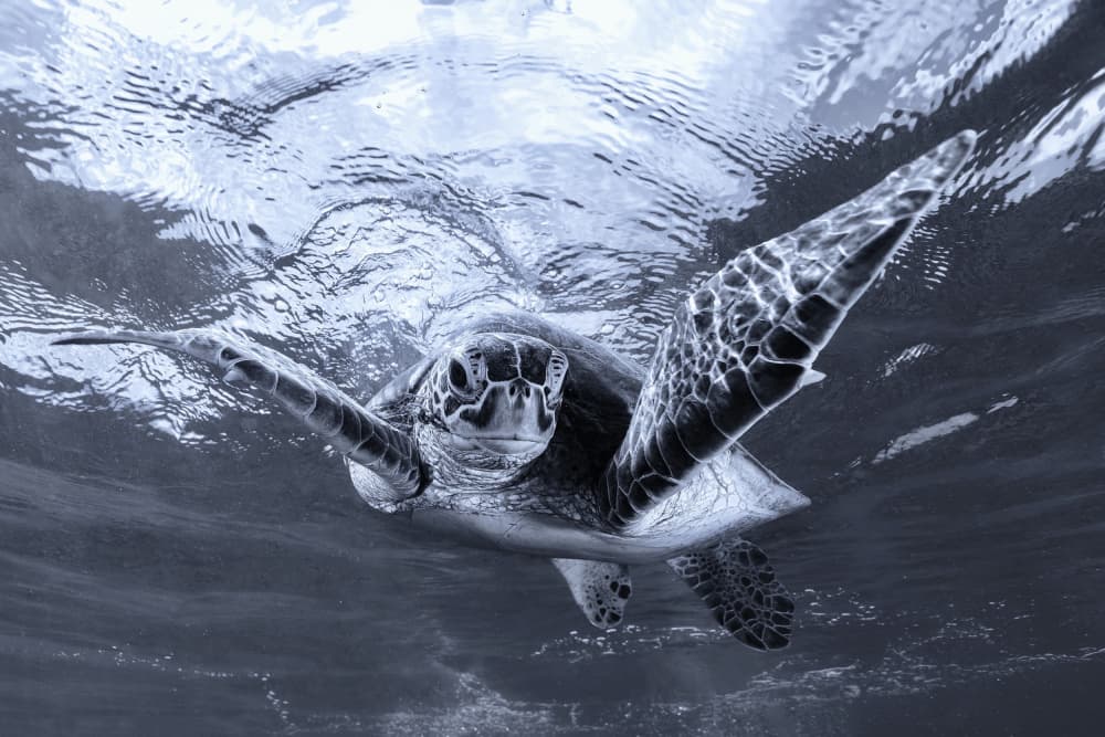 Graceful Sea Turtle Swim by Serge Melesan — canvas wall art