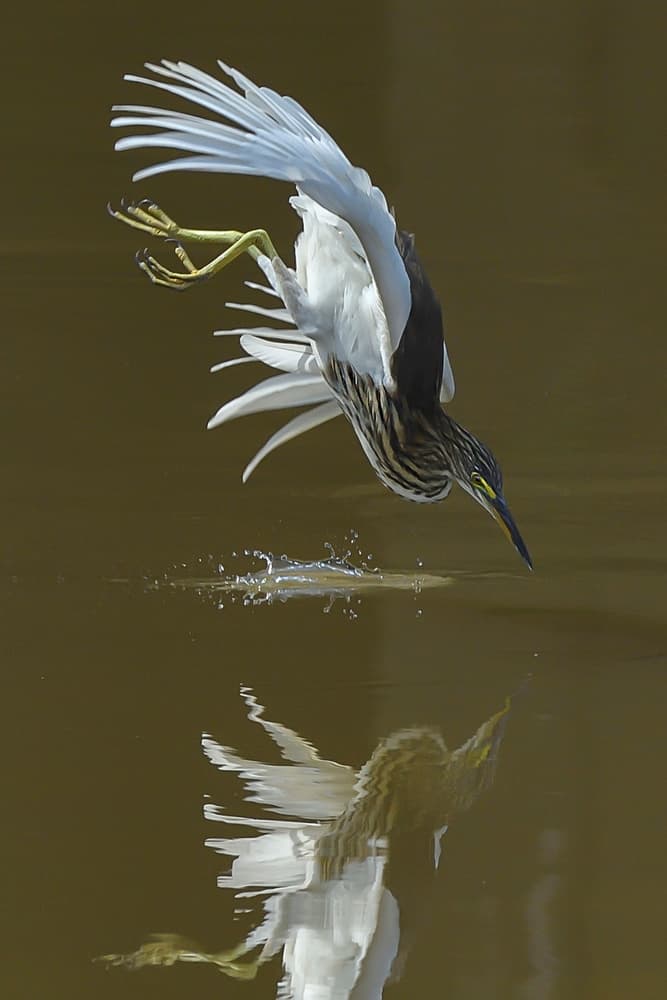 Heron Diving Reflection by Phat Dao Tan — canvas wall art