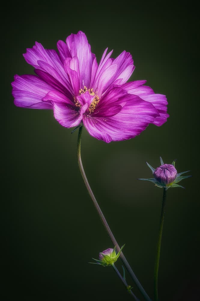 Elegant Dark Cosmos by Ben.C.L — canvas wall art
