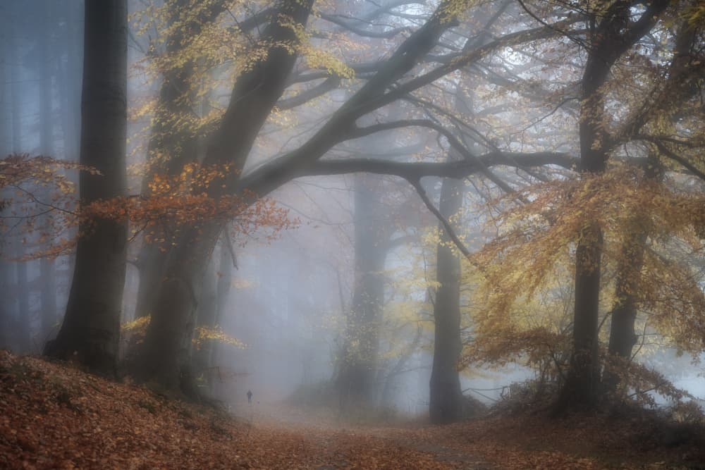 Misty Autumn Forest Path by fotomarion — canvas wall art