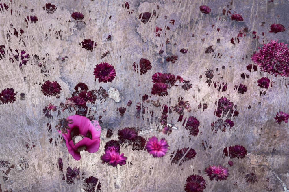 Vibrant Pink Floral by Miriam Stayte — canvas wall art