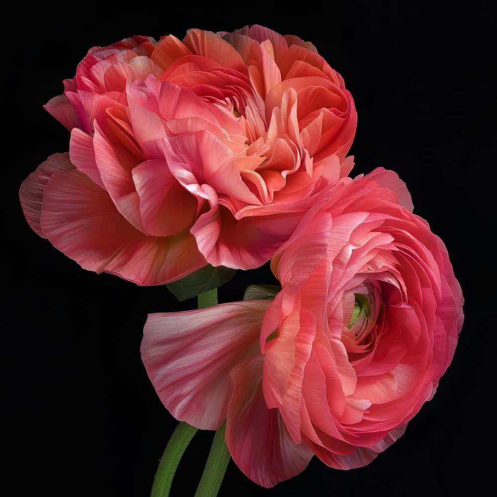 Coral Pink Ranunculus by Bilge Paksoylu — canvas wall art