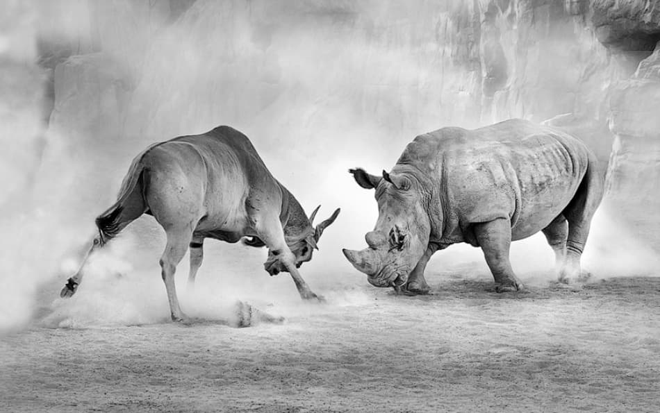 Rhino Eland Showdown by Juan Luis Duran — canvas wall art