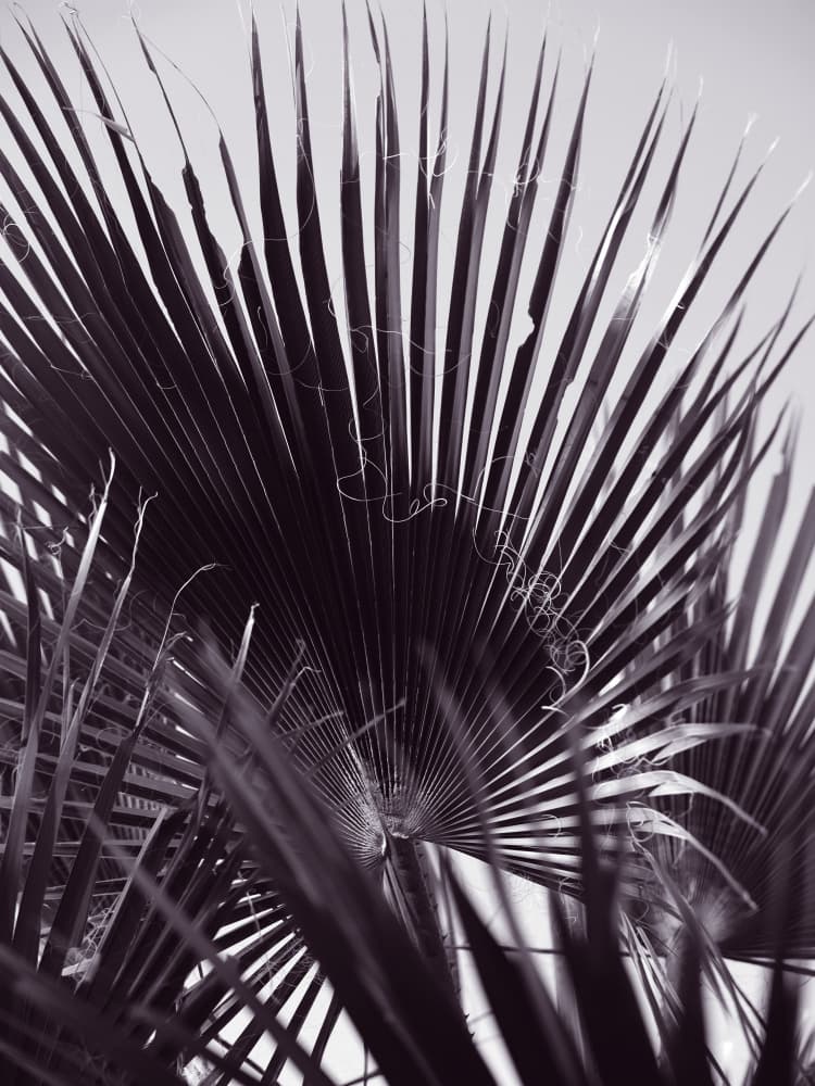 Palm Whisperings by Shot by Clint — canvas wall art