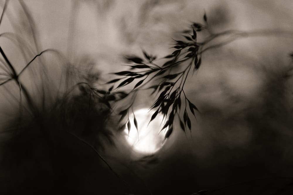 Ethereal Grass Light by Vedrana Domazet — canvas wall art
