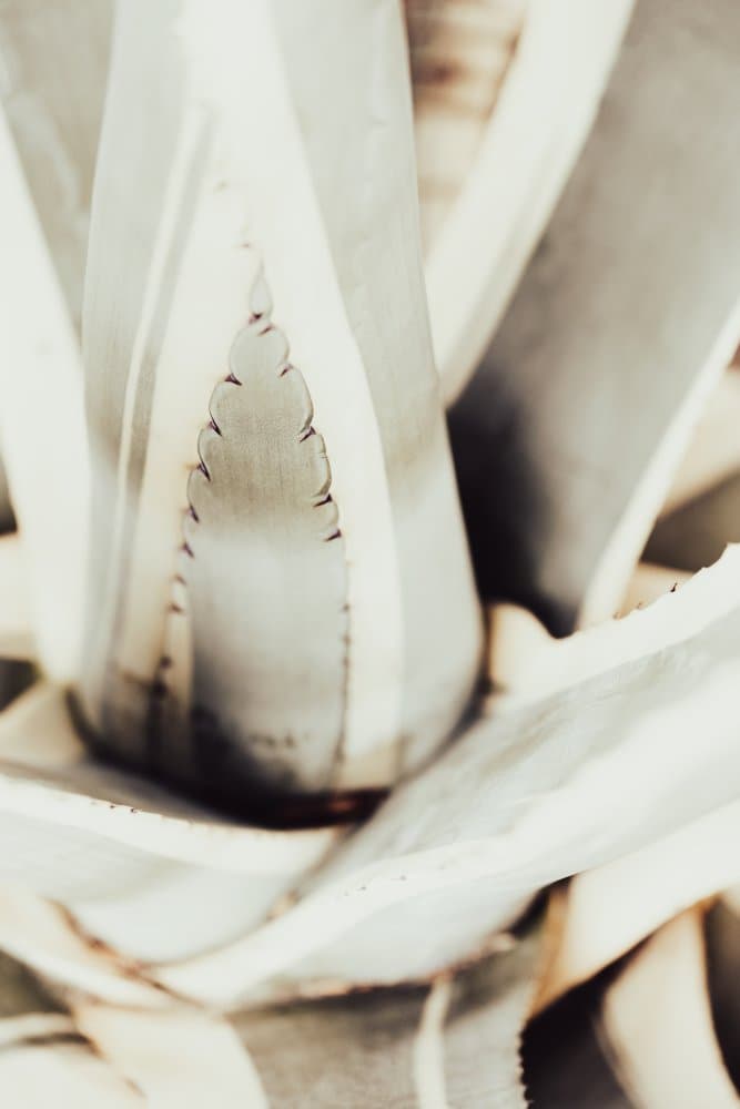 Soft Agave Leaves by Pictufy Studio III — canvas wall art
