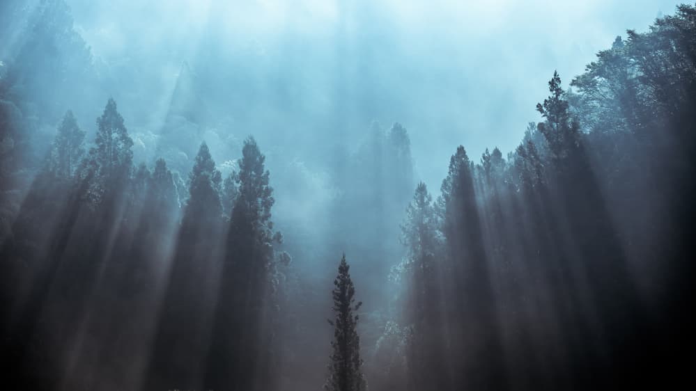 Misty Forest Sun Rays by Tsuneya Fujii — canvas wall art