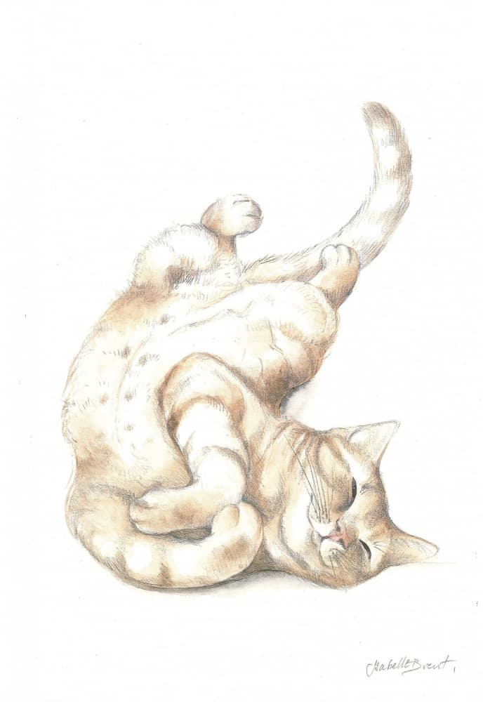 Relaxed Cat by Isabelle Brent — canvas wall art